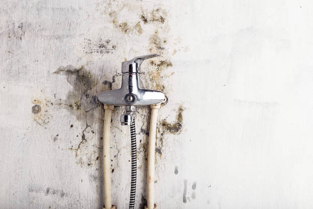 Best Affordable Mold Removal  in Lowell, OR