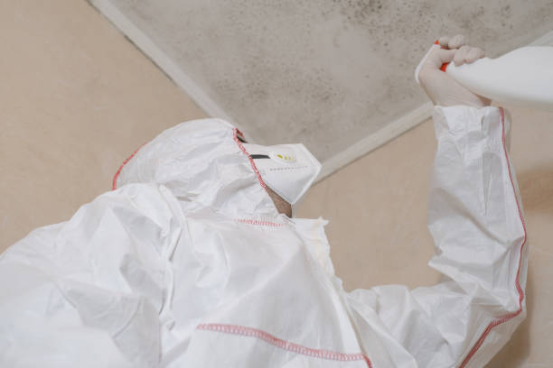 Best Same-Day Mold Removal  in Lowell, OR