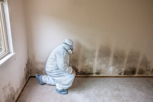 Best Mold Damage Repair  in Lowell, OR
