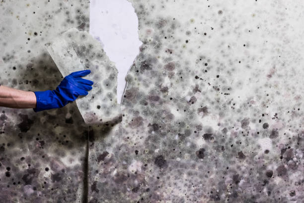 Best Residential Mold Removal  in Lowell, OR