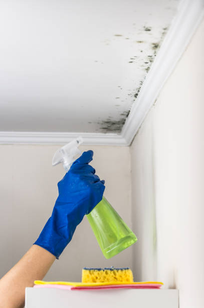 Best Commercial Mold Removal  in Lowell, OR