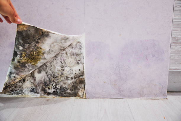 Best Crawl Space Mold Removal  in Lowell, OR